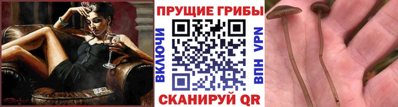 кракен зеркало  darknet Telegram  Псилоцибиновые грибы Cubensis  Михайловск 